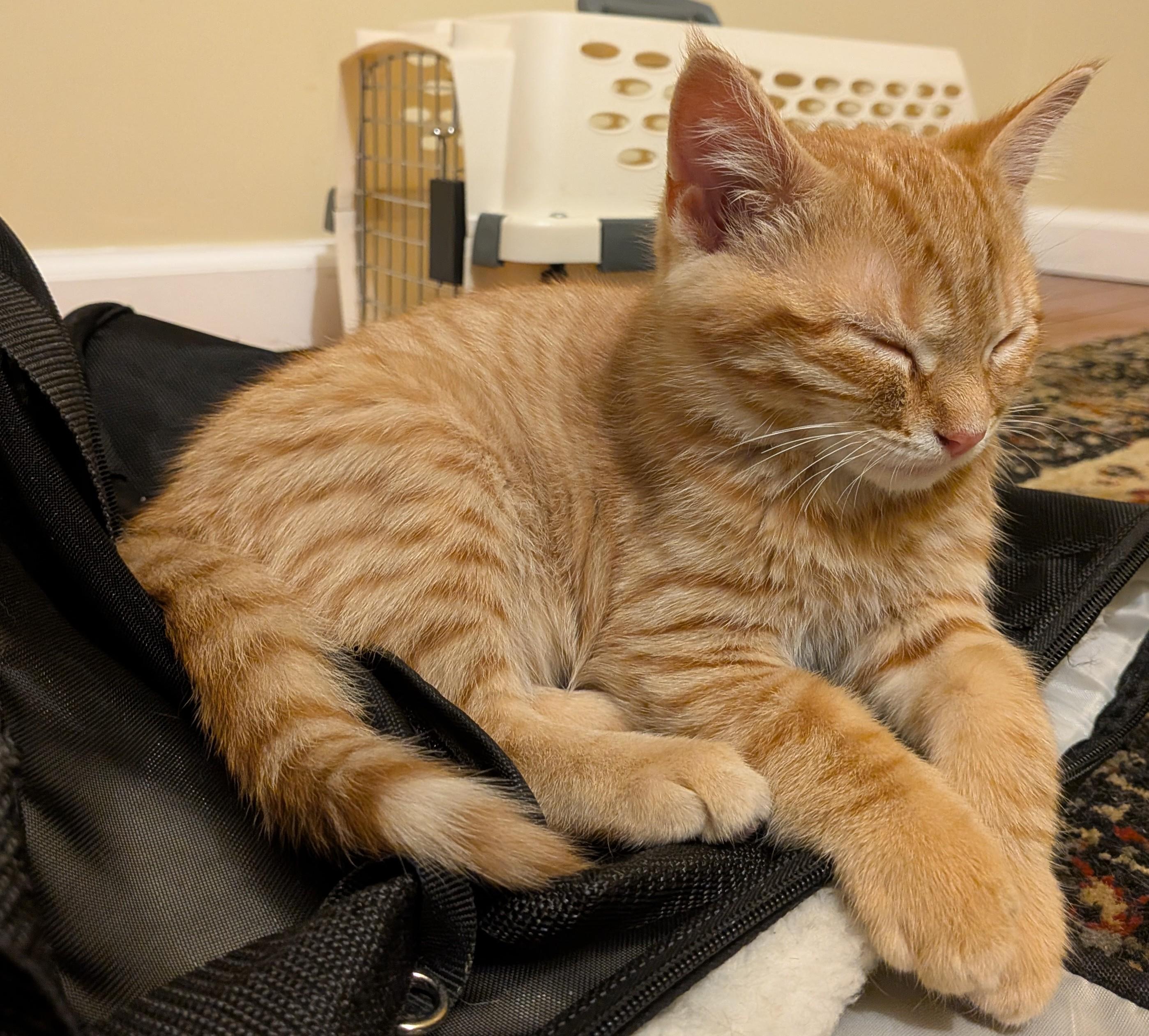 Max, a ADOPTABLE American Shorthair in Rochester, NY image 4/5