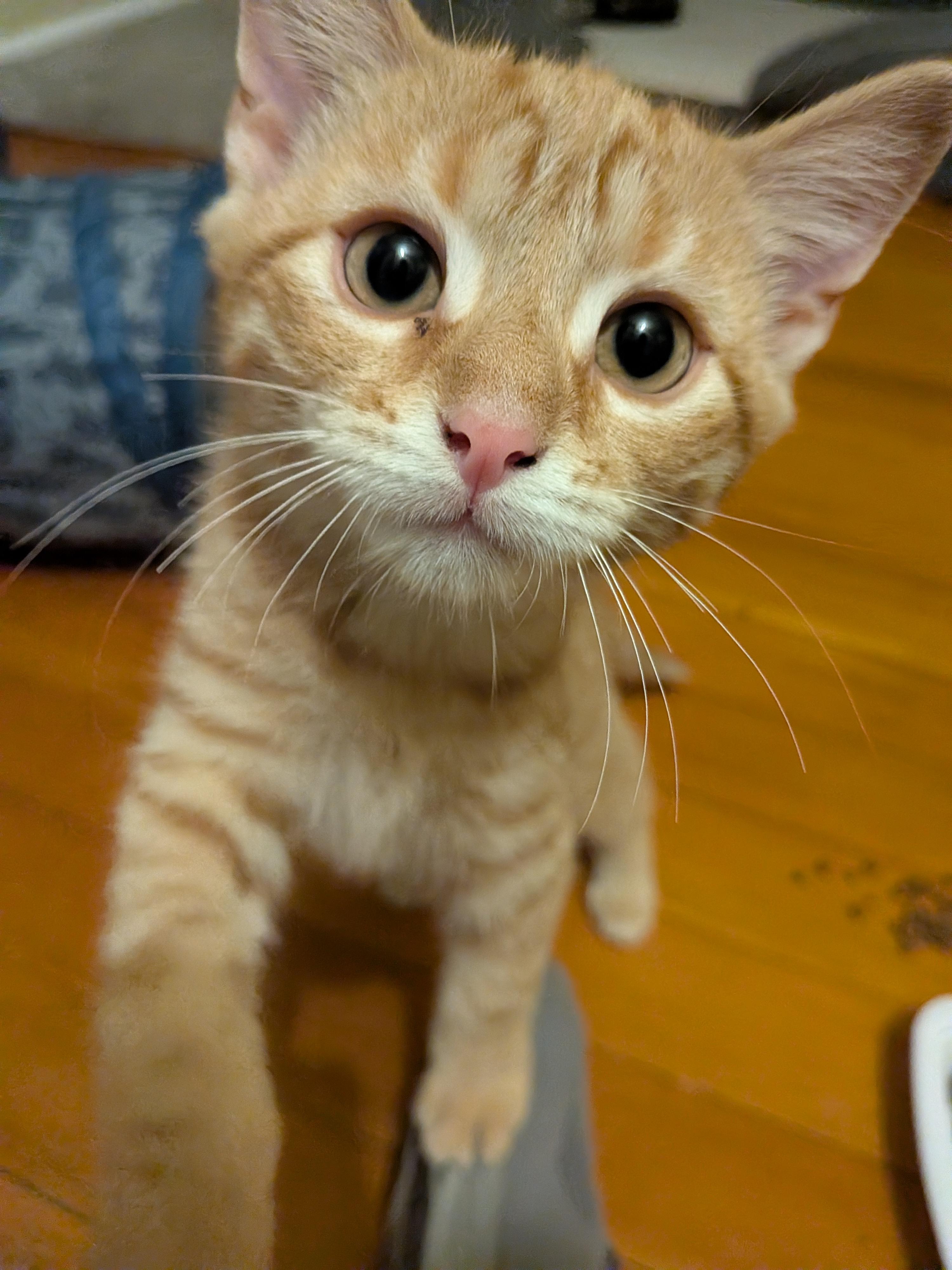 Max, a ADOPTABLE American Shorthair in Rochester, NY image 1/5