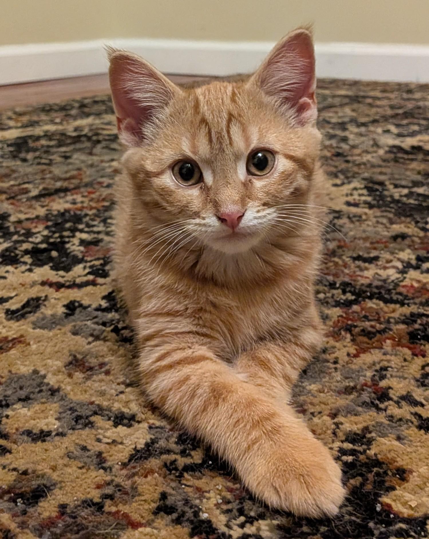 Max, a ADOPTABLE American Shorthair in Rochester, NY image 3/5