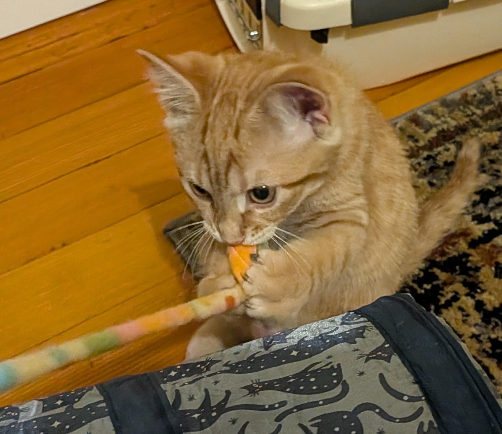 Max, a ADOPTABLE American Shorthair in Rochester, NY image 5/5