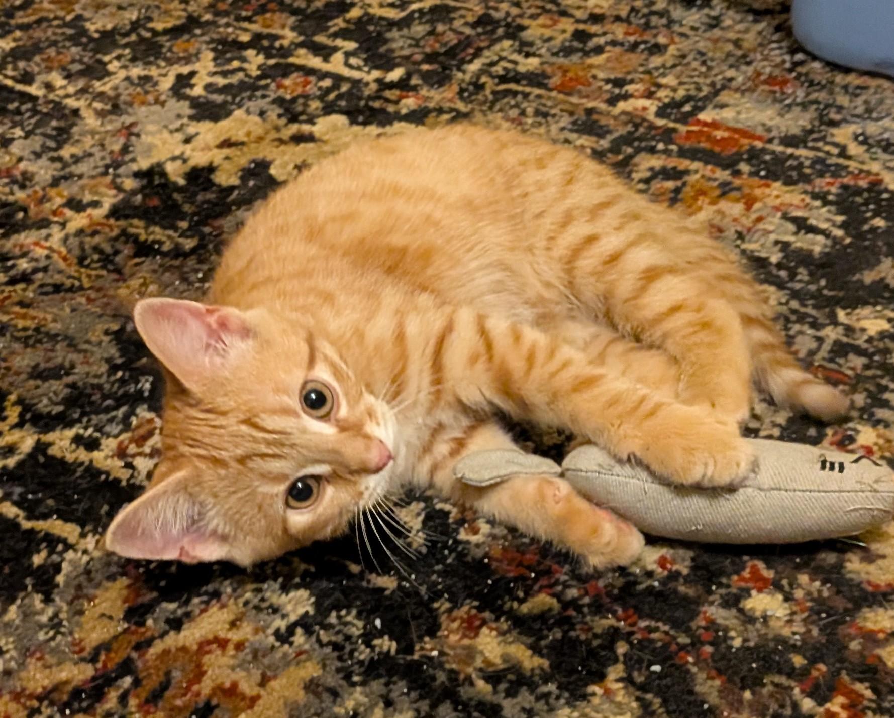 Max, a ADOPTABLE American Shorthair in Rochester, NY image 2/5