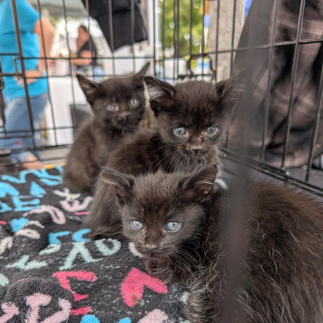 Enlarge Starburst, a Adoptable Domestic Short Hair in Toledo, OH image 1/5