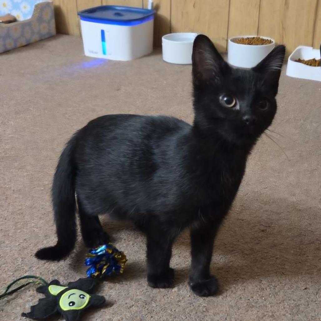 Enlarge Starburst, a Adoptable Domestic Short Hair in Toledo, OH image 2/5