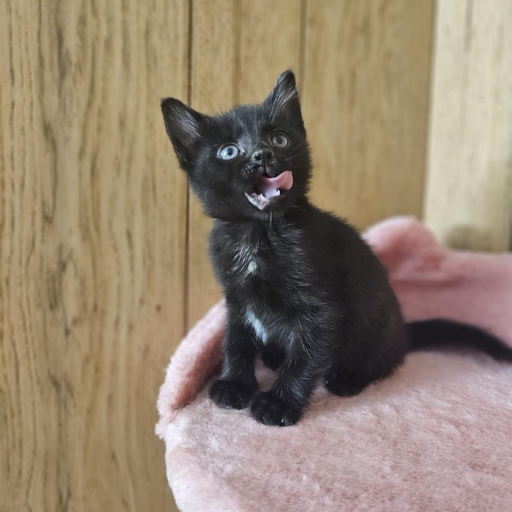 Enlarge Starburst, a Adoptable Domestic Short Hair in Toledo, OH image 3/5