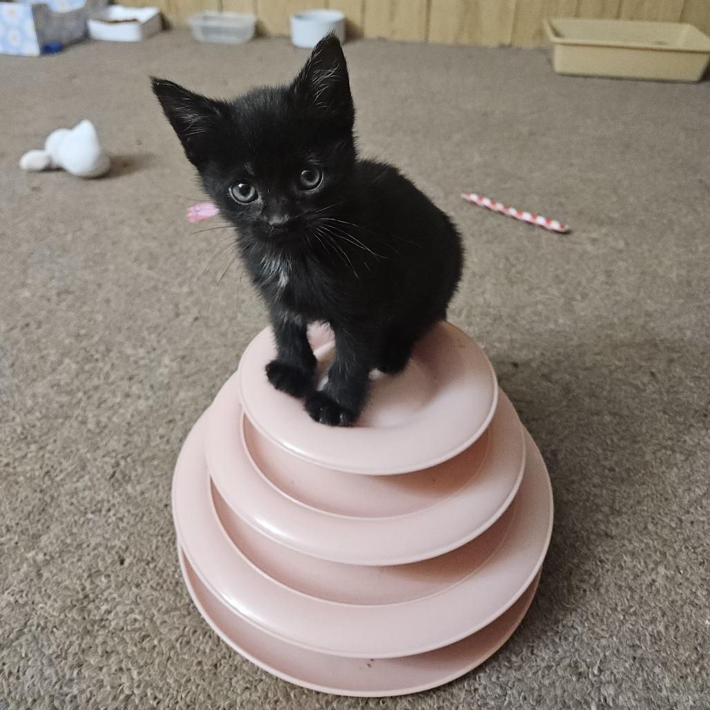 Enlarge Starburst, a Adoptable Domestic Short Hair in Toledo, OH image 4/5