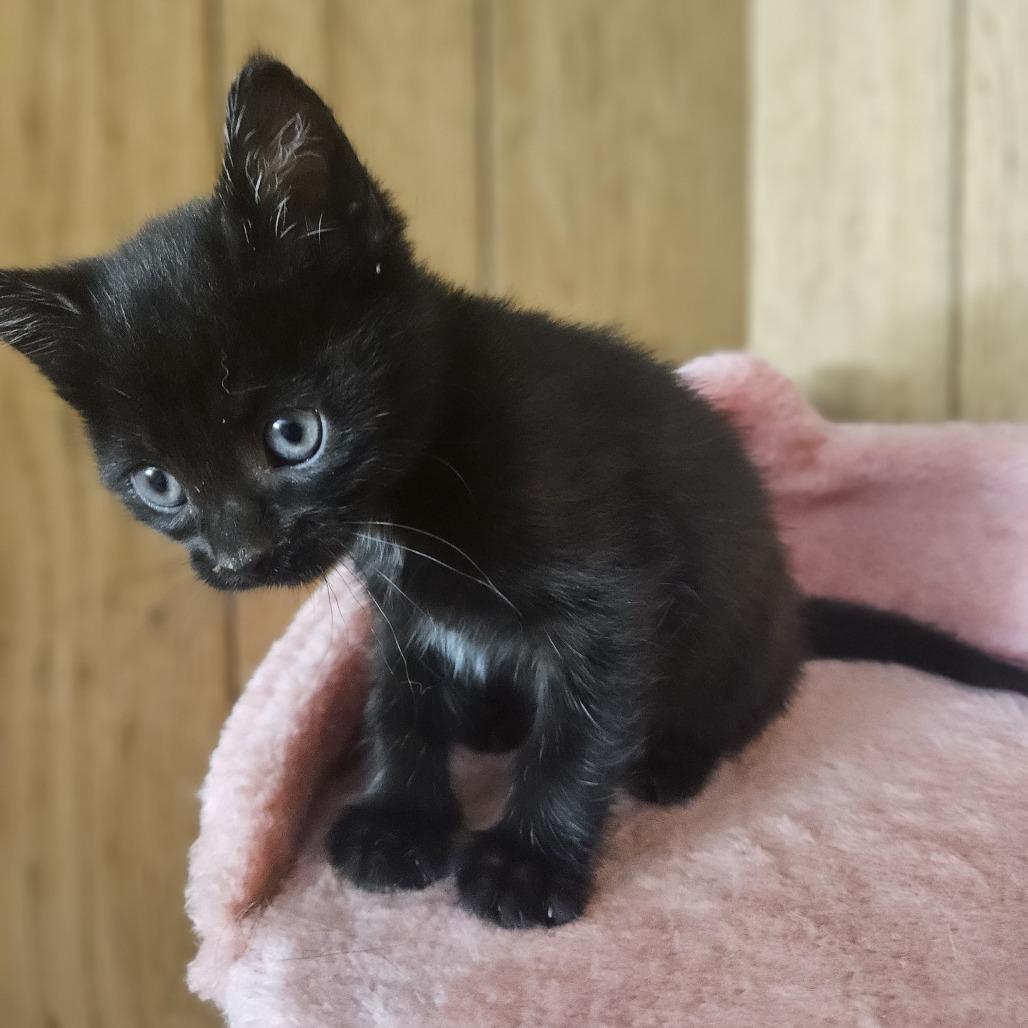 Enlarge Starburst, a Adoptable Domestic Short Hair in Toledo, OH image 5/5