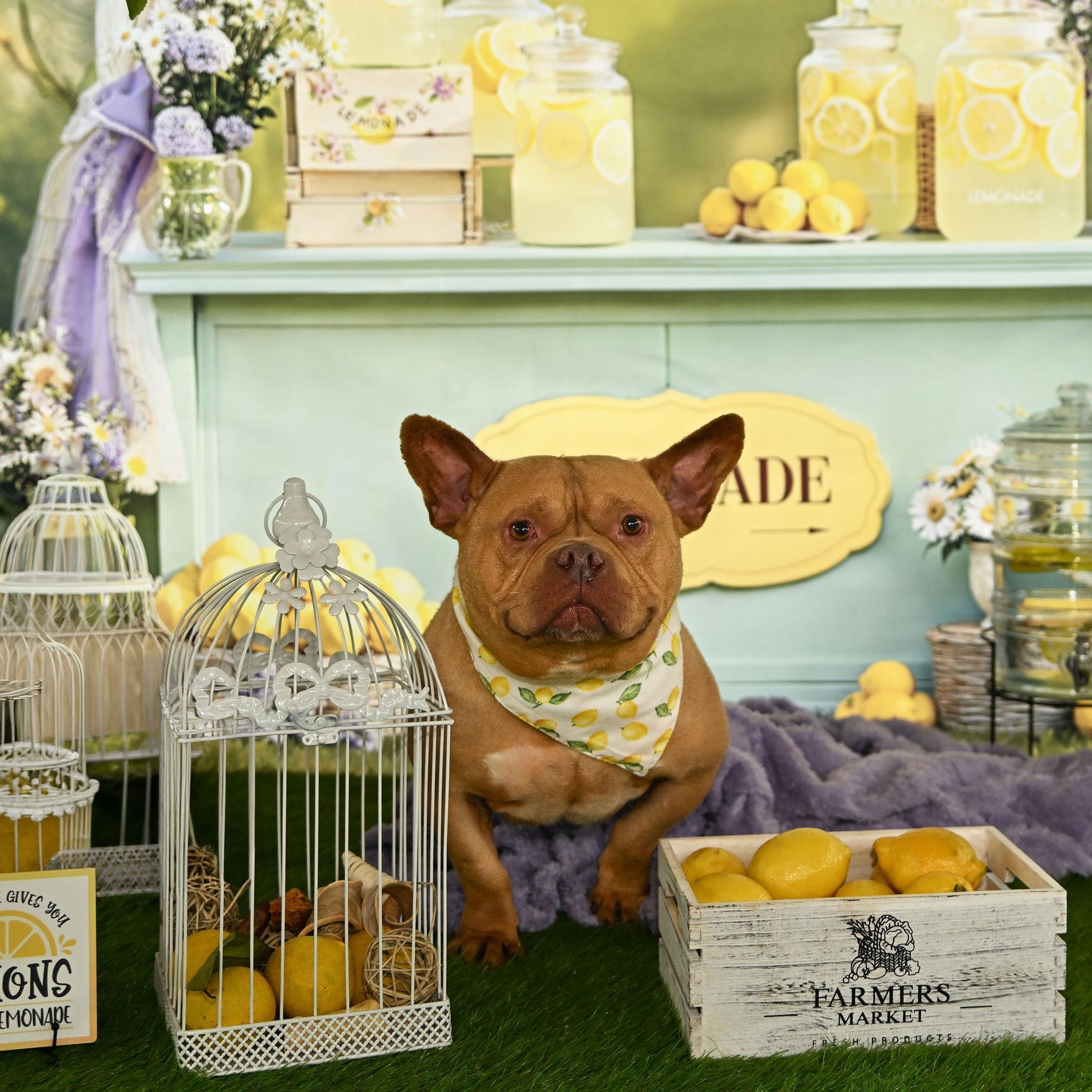 Enlarge Logan, a ADOPTABLE Staffordshire Bull Terrier in Ferndale, WA image 1/6