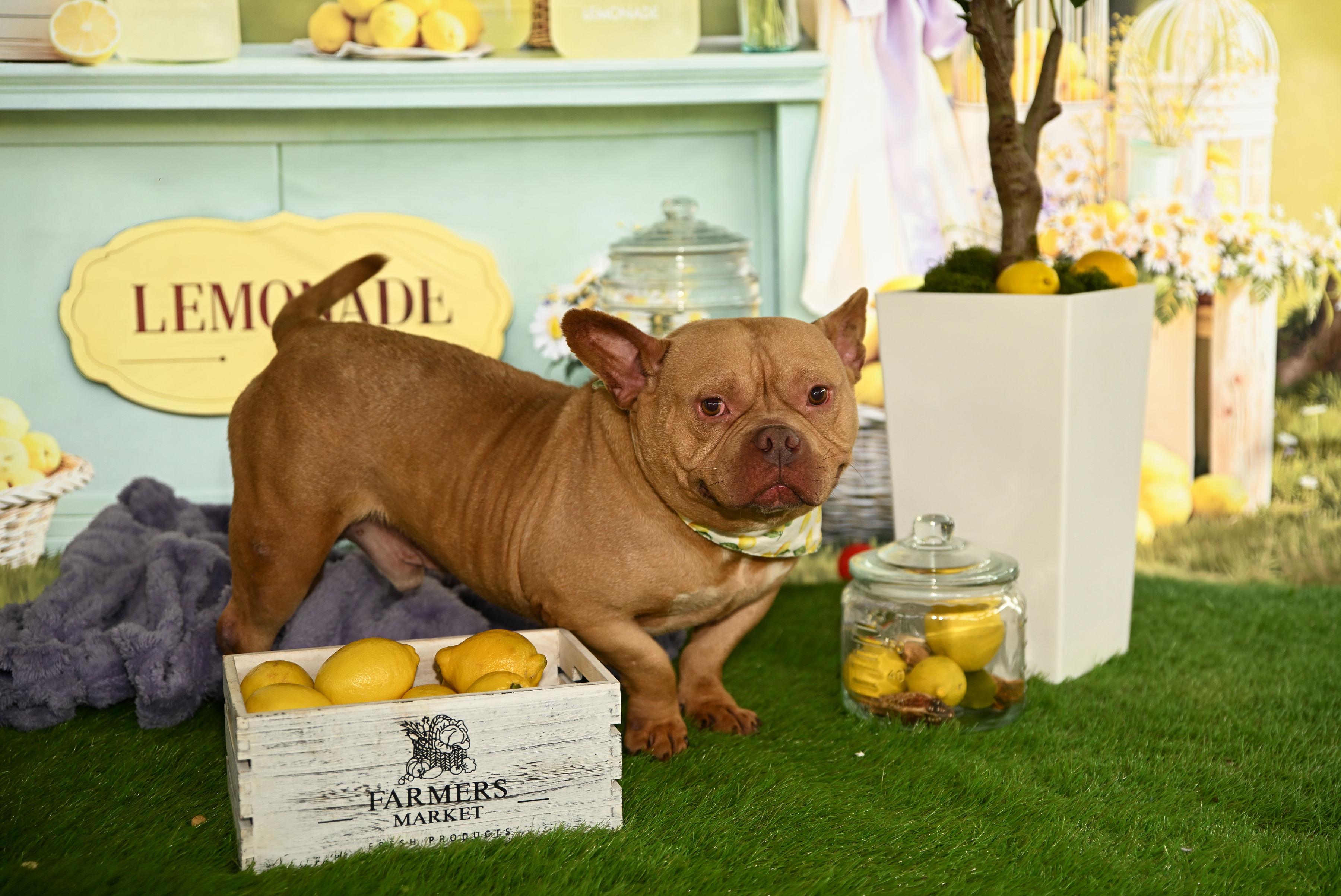Enlarge Logan, a ADOPTABLE Staffordshire Bull Terrier in Ferndale, WA image 6/6