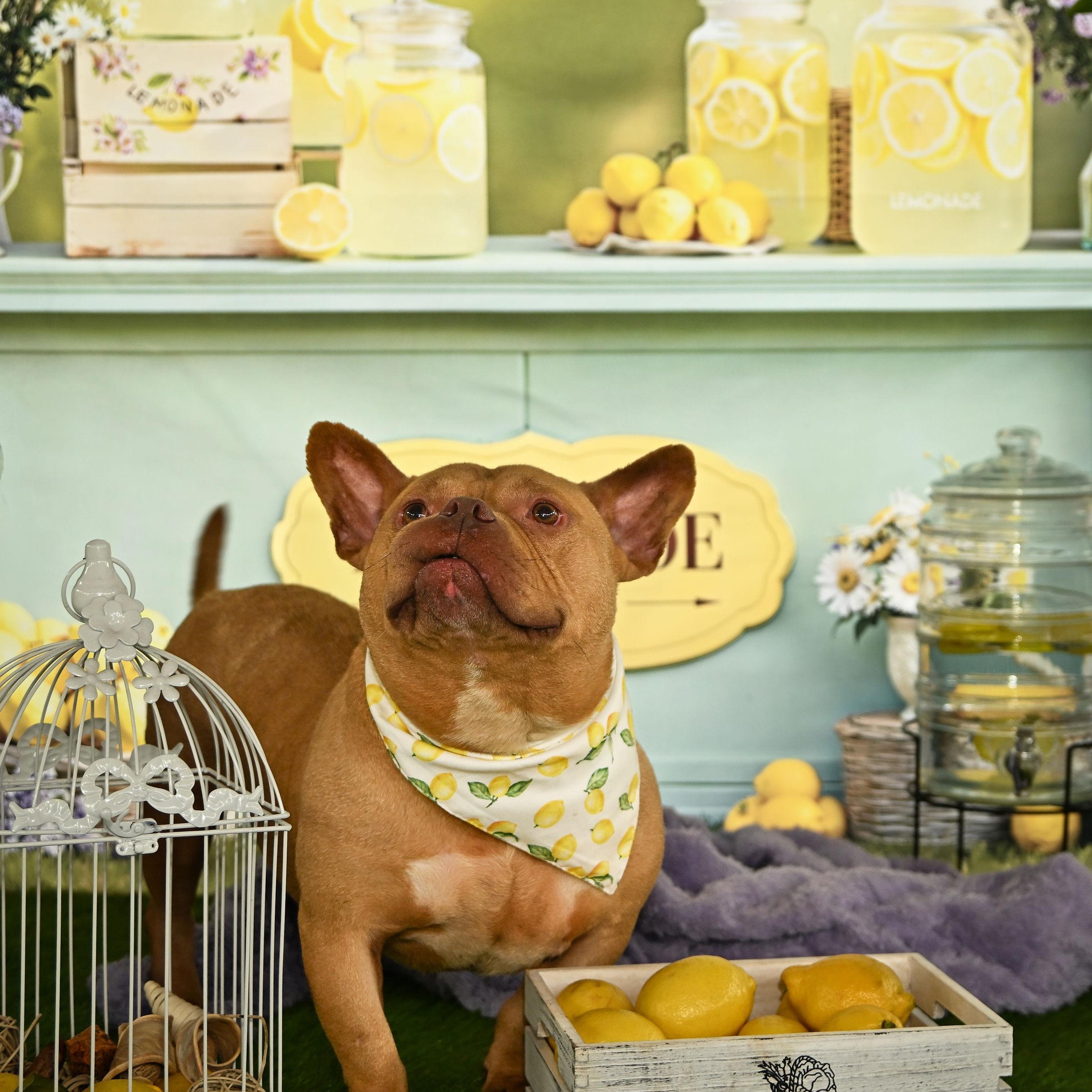 Enlarge Logan, a ADOPTABLE Staffordshire Bull Terrier in Ferndale, WA image 3/6