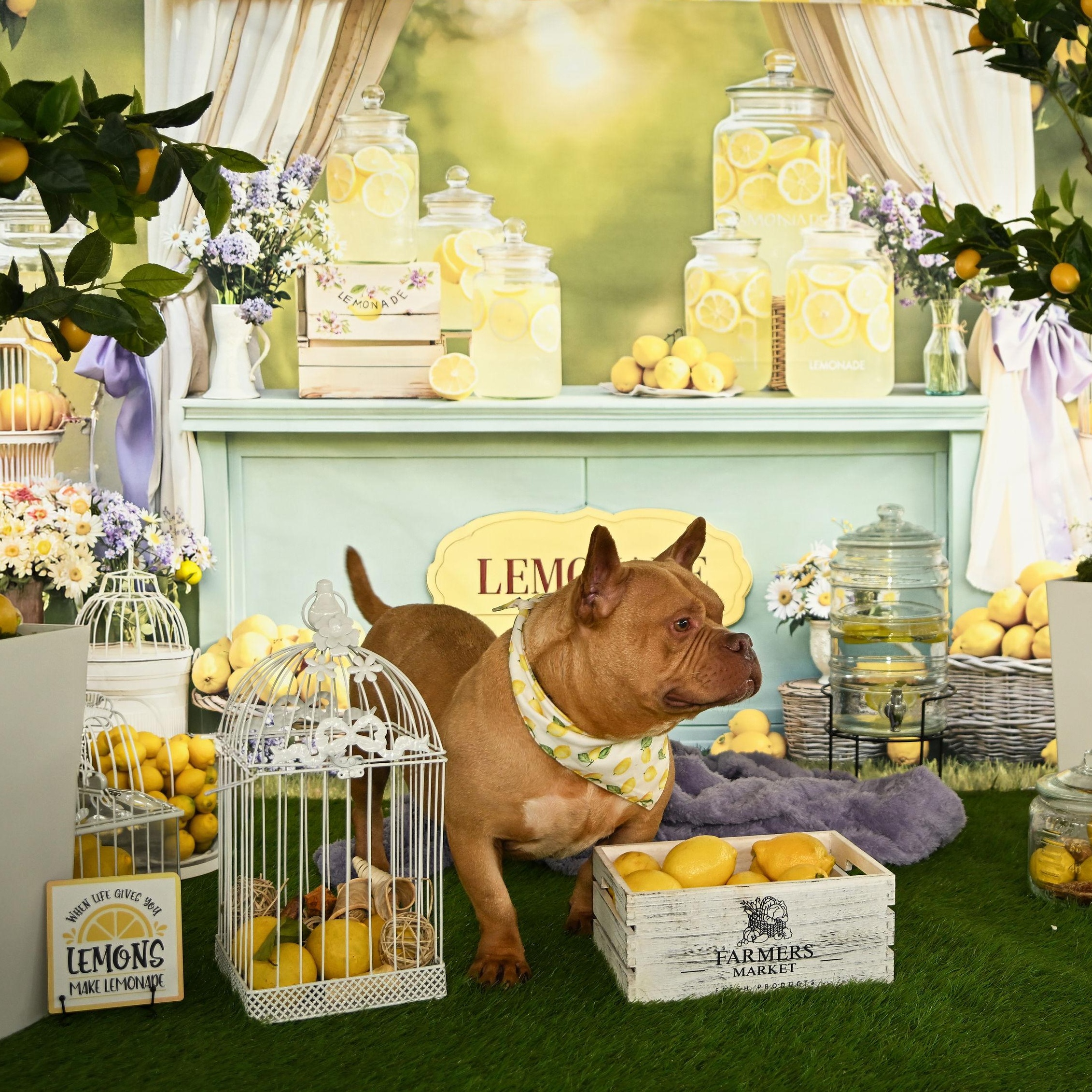 Enlarge Logan, a ADOPTABLE Staffordshire Bull Terrier in Ferndale, WA image 2/6