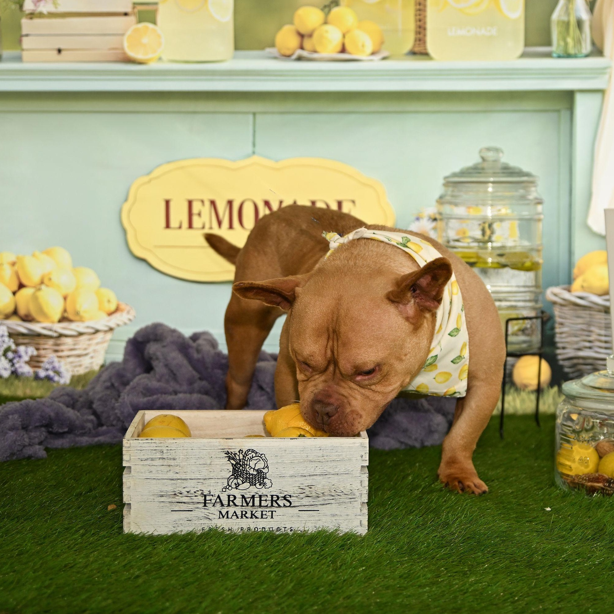 Enlarge Logan, a ADOPTABLE Staffordshire Bull Terrier in Ferndale, WA image 5/6