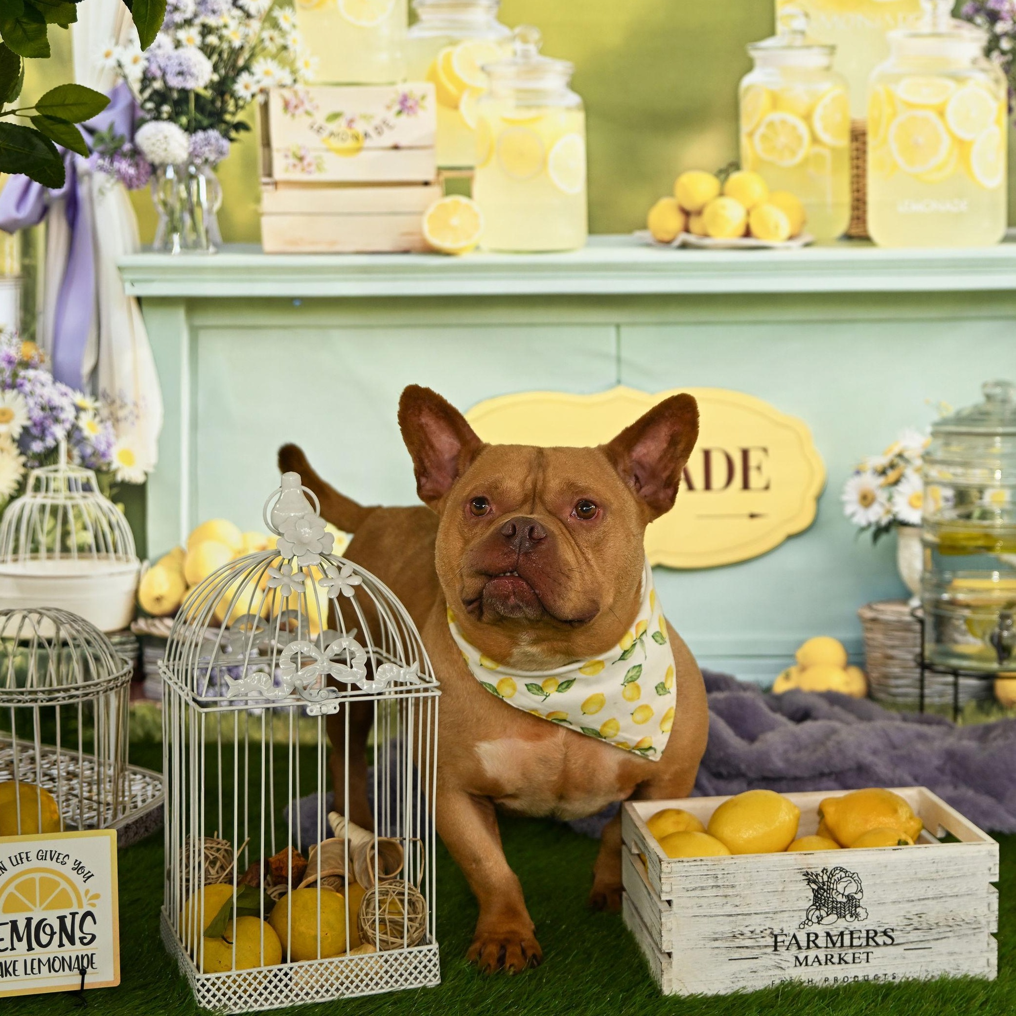 Enlarge Logan, a ADOPTABLE Staffordshire Bull Terrier in Ferndale, WA image 4/6