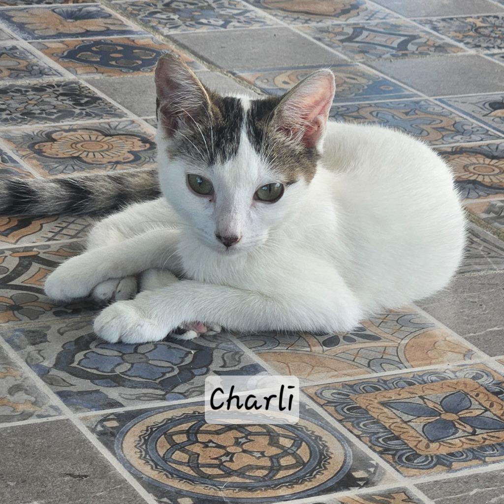 Charli — thumbnail 2