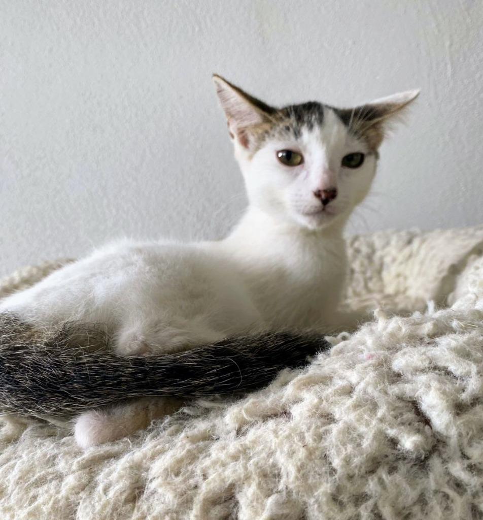 Charli — thumbnail 4