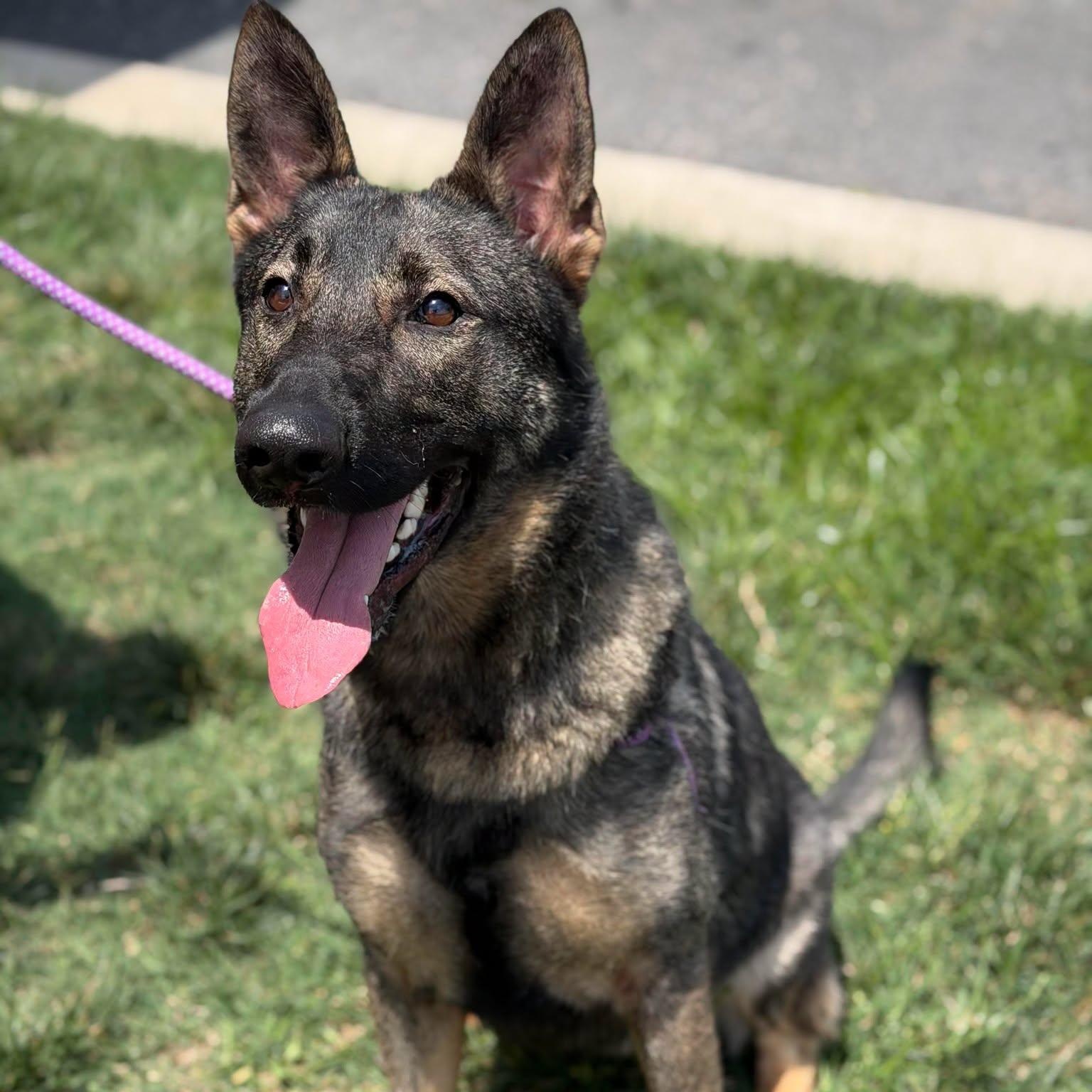 26-00924 STARDUST, ADOPTABLE, Adult Female Shepherd.