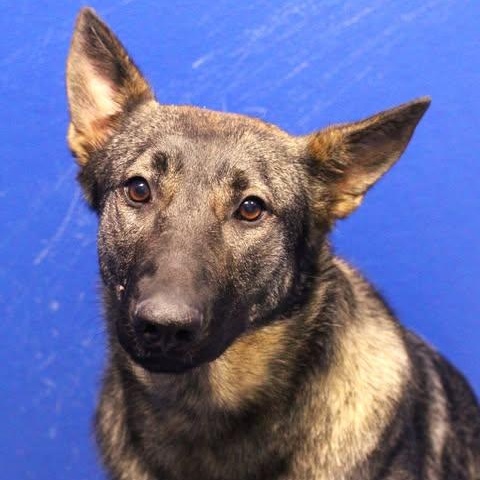 26-00924, ADOPTABLE, Adult Female Shepherd.