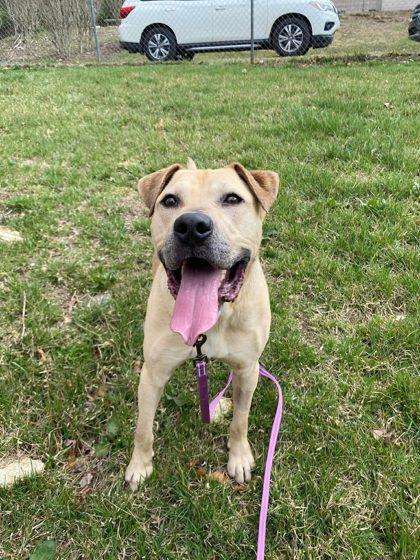 Enlarge DG, a Adoptable mixed breed in Spruce Pine, NC image 1/3
