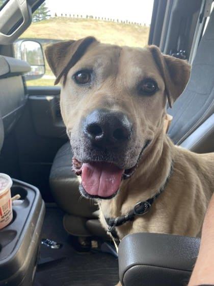 Enlarge DG, a Adoptable mixed breed in Spruce Pine, NC image 2/3