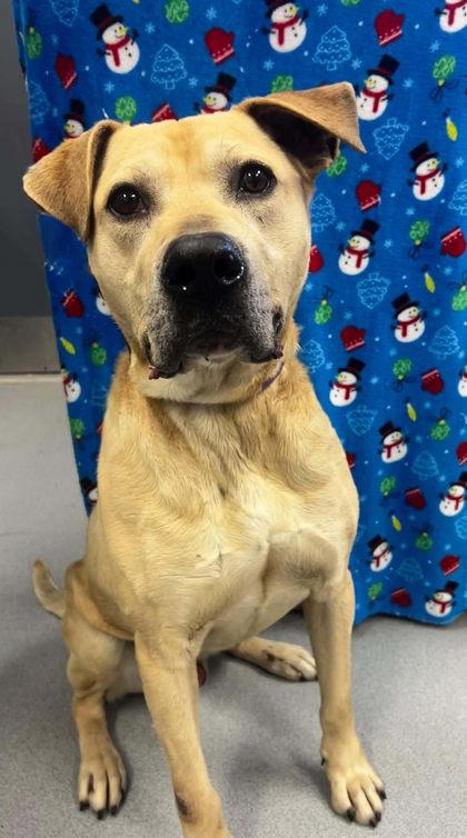 Enlarge DG, a Adoptable mixed breed in Spruce Pine, NC image 1/1