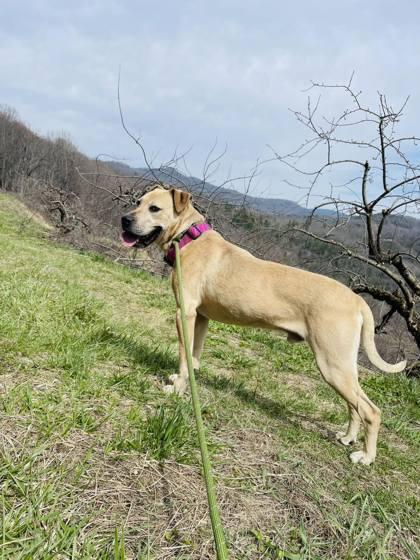 Enlarge DG, a Adoptable mixed breed in Spruce Pine, NC image 3/3
