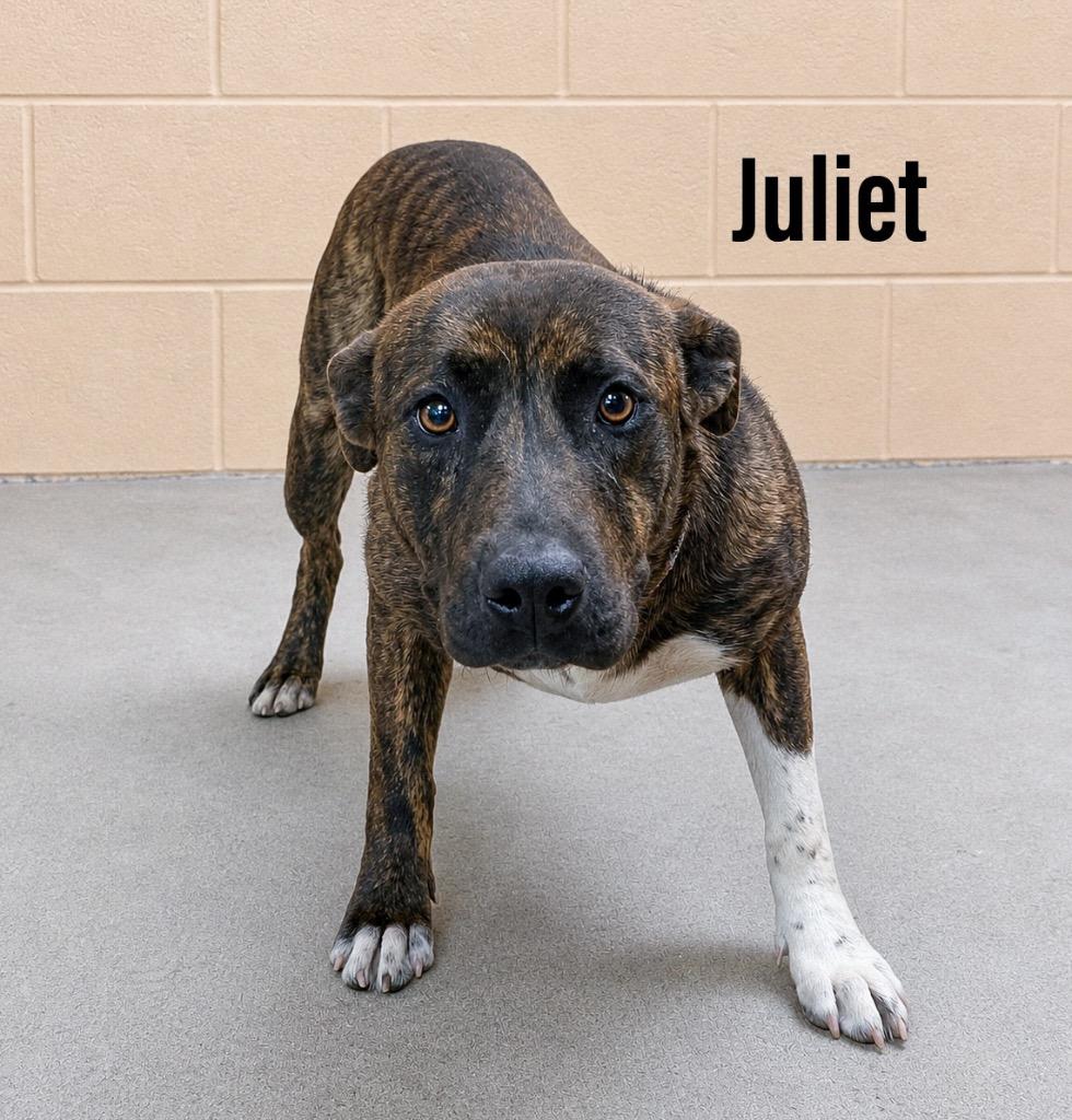 Juliet, Adoptable, Puppy Female Staffordshire Bull Terrier & Labrador Retriever.
