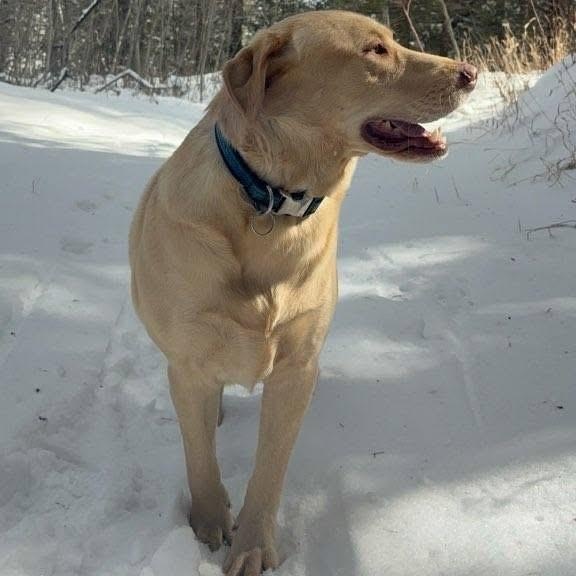 Enlarge Ricky, a Adoptable mixed breed in Pocatello, ID image 2/6