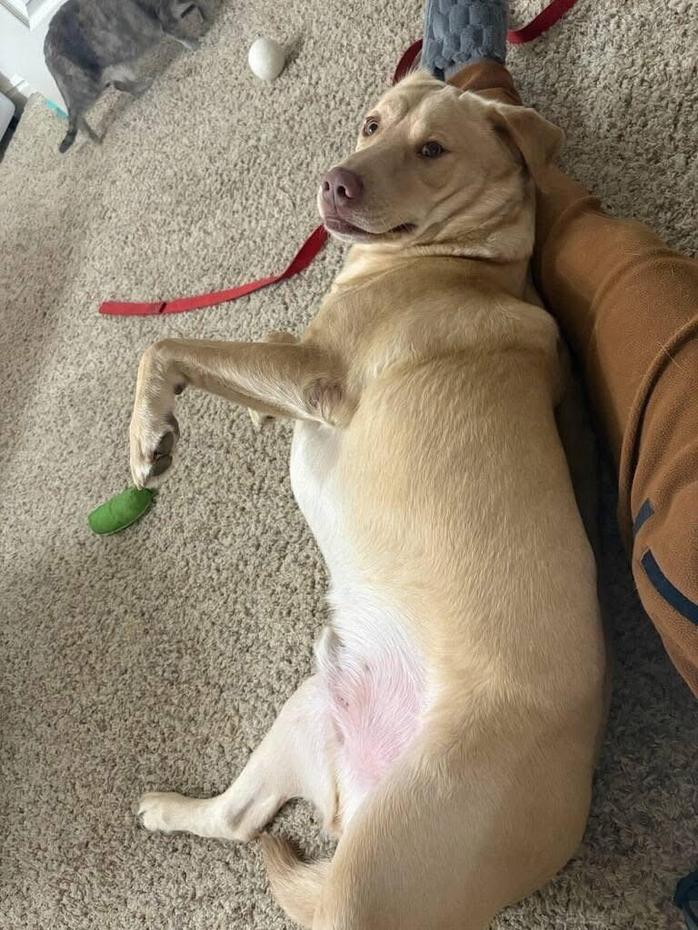 Enlarge Ricky, a Adoptable mixed breed in Pocatello, ID image 6/6