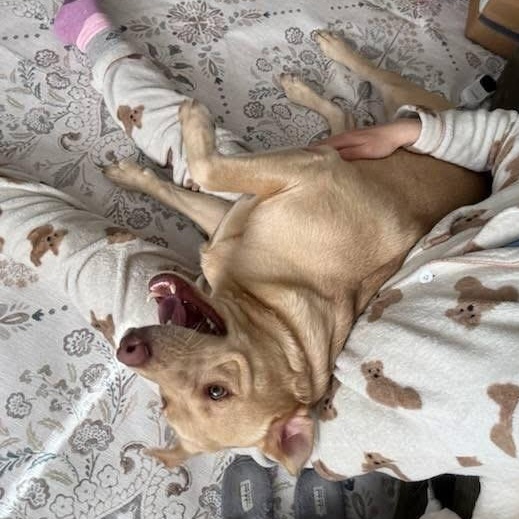 Enlarge Ricky, a Adoptable mixed breed in Pocatello, ID image 4/6