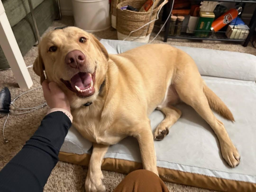 Enlarge Ricky, a Adoptable mixed breed in Pocatello, ID image 1/6