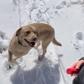 Enlarge Ricky, a Adoptable mixed breed in Pocatello, ID image 5/6