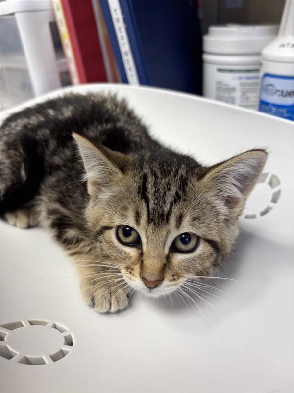 Cicada, Adoptable, Kitten Female Domestic Short Hair.
