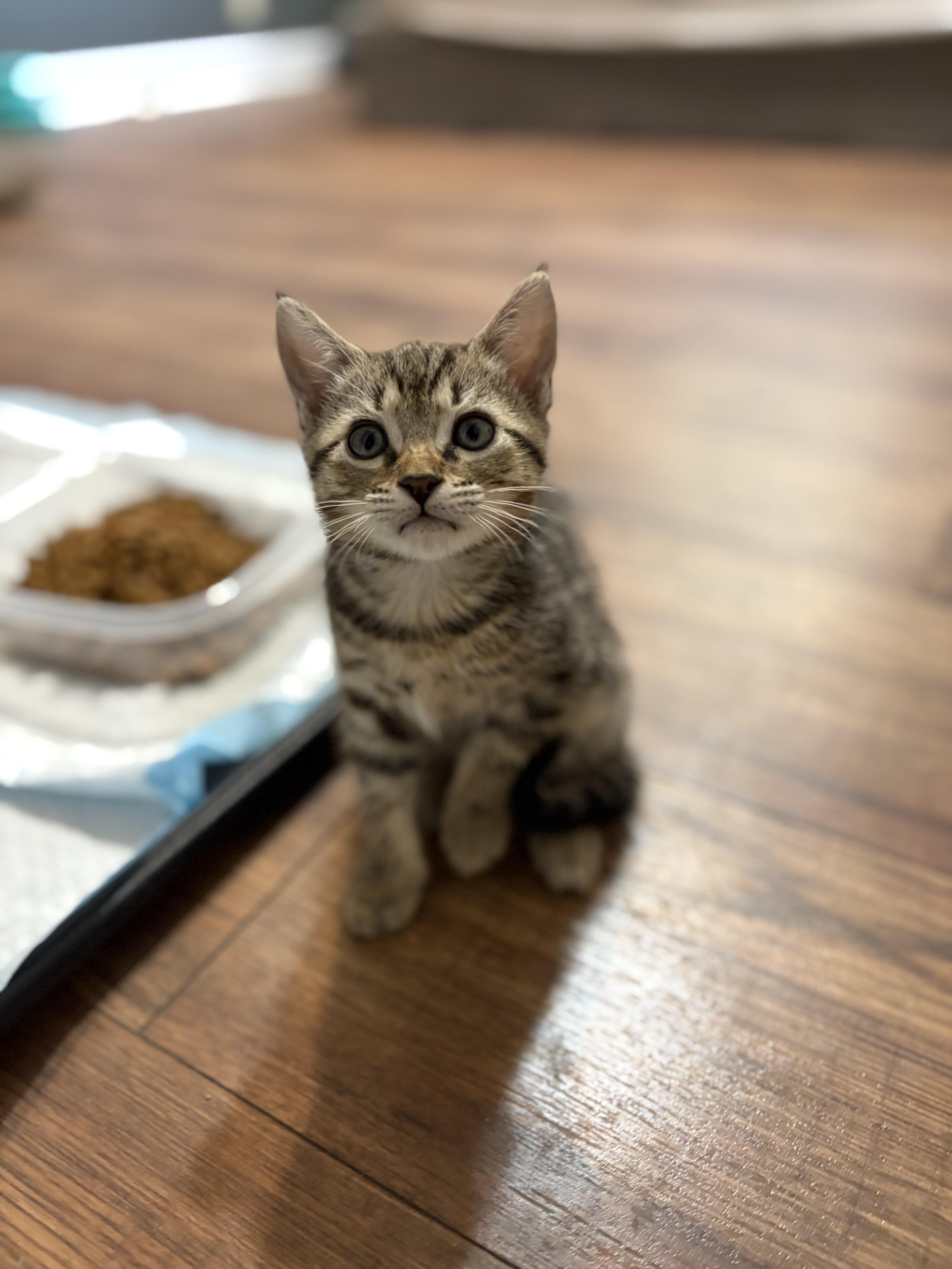 Winnie, Baby Female Domestic Short Hair