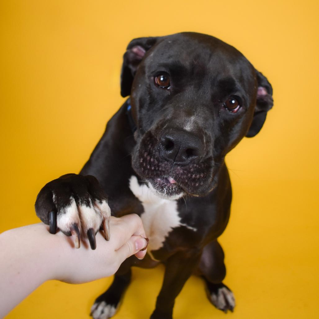 Enlarge Theodore, a Adoptable Mixed Breed in West Palm Beach, FL image 1/6