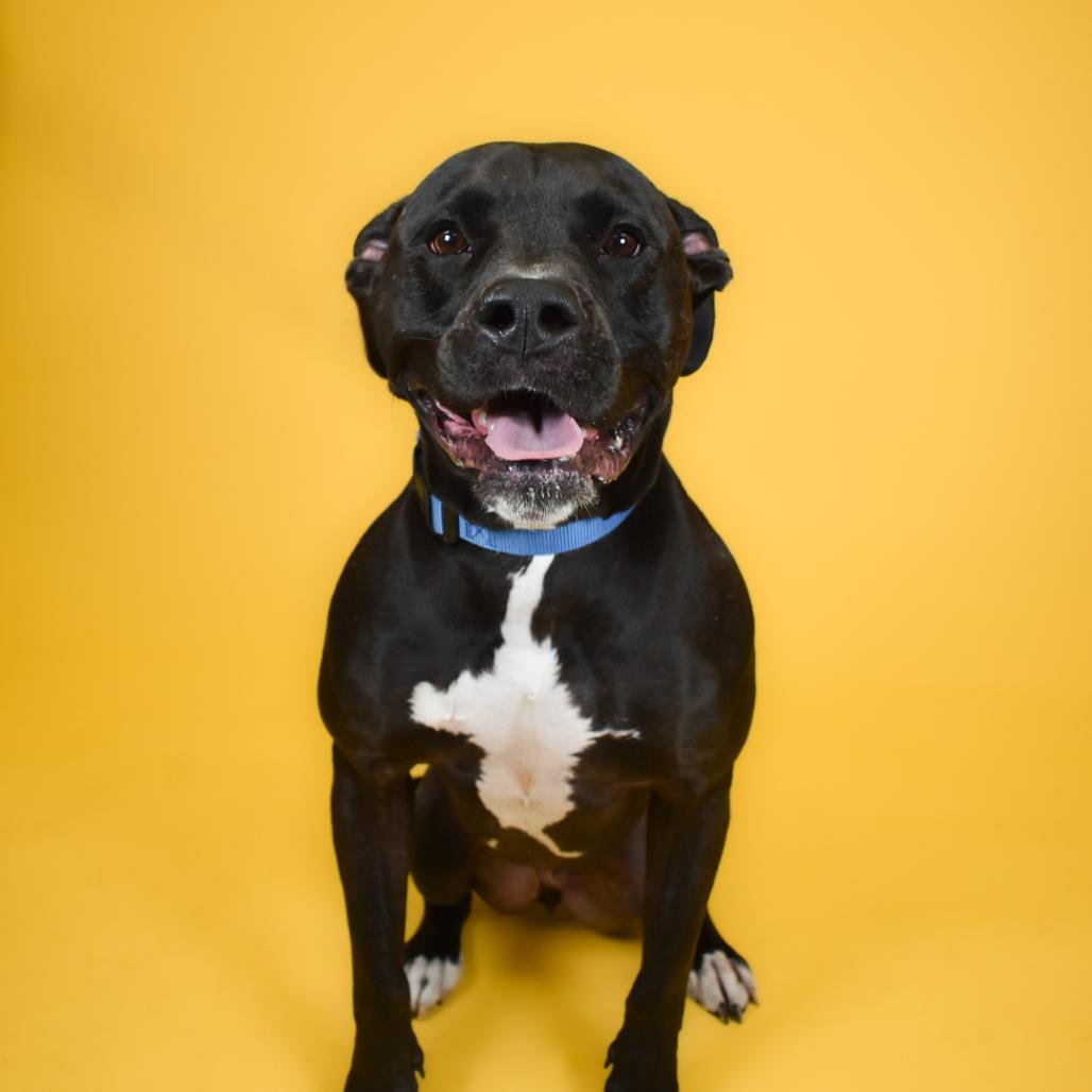 Enlarge Theodore, a Adoptable Mixed Breed in West Palm Beach, FL image 2/6
