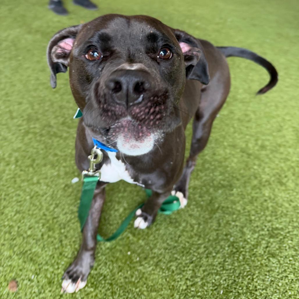 Enlarge Theodore, a Adoptable Mixed Breed in West Palm Beach, FL image 3/6