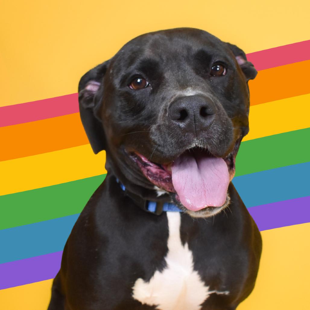 Enlarge Theodore, a Adoptable Mixed Breed in West Palm Beach, FL image 4/6