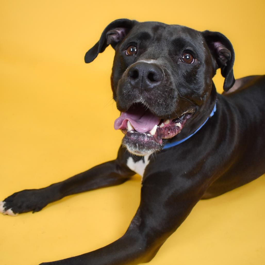 Enlarge Theodore, a Adoptable Mixed Breed in West Palm Beach, FL image 5/6