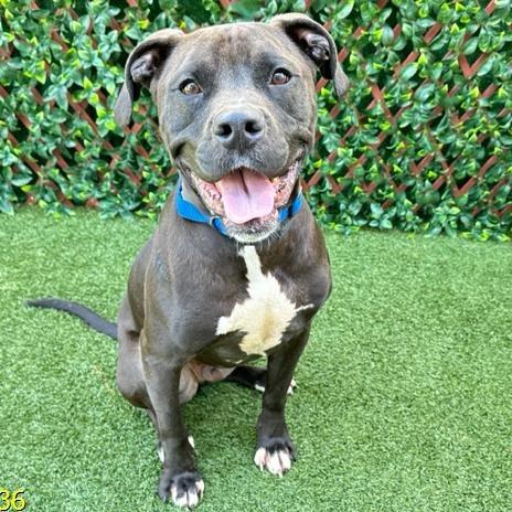 Enlarge Theodore, a Adoptable Mixed Breed in West Palm Beach, FL image 6/6