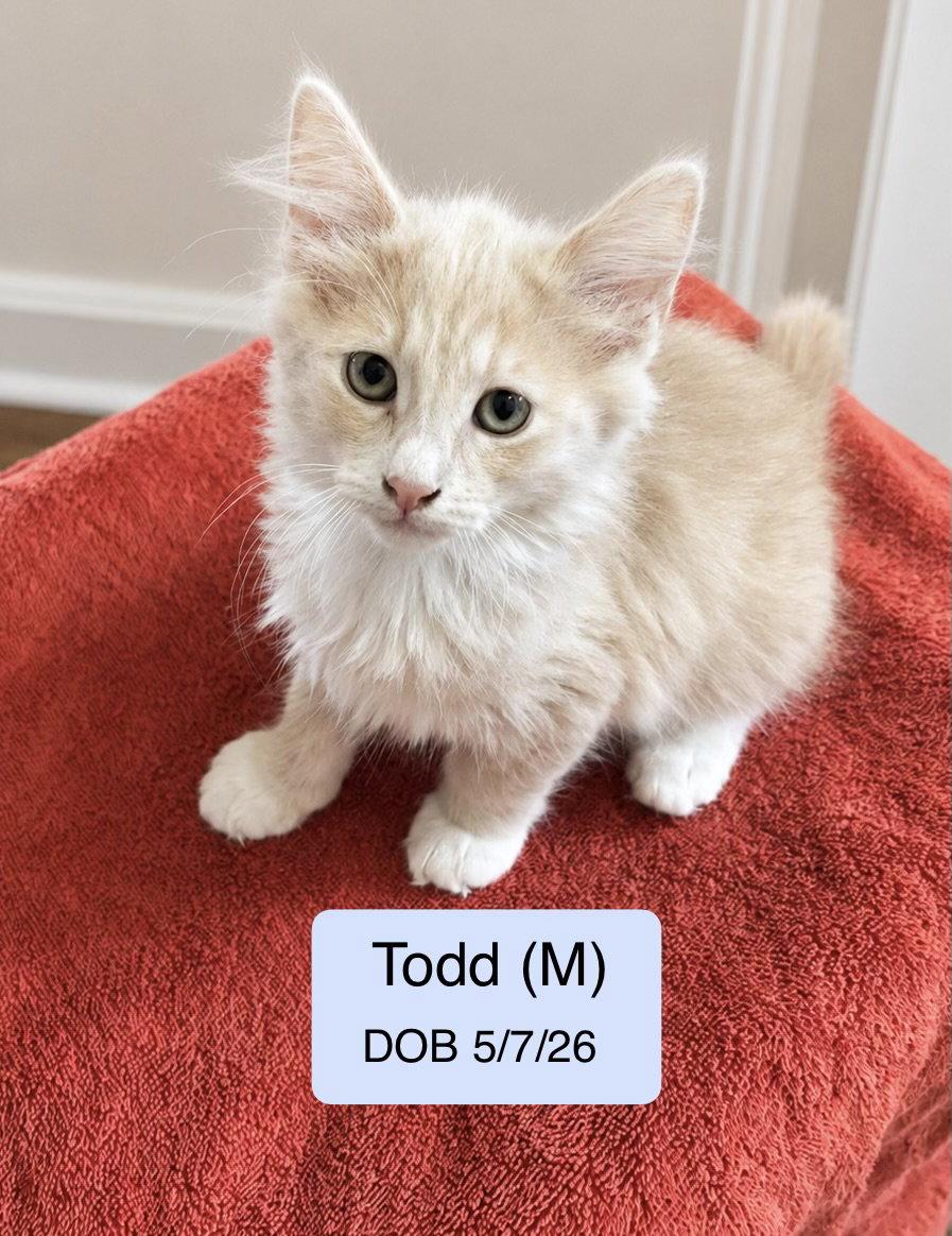 Todd, Adopted, Kitten Male Domestic Medium Hair & Tabby.