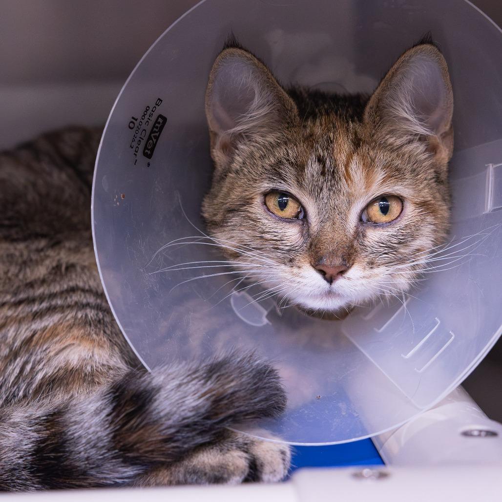 Mazzy Star, Adoptable, Young Female Domestic Short Hair.