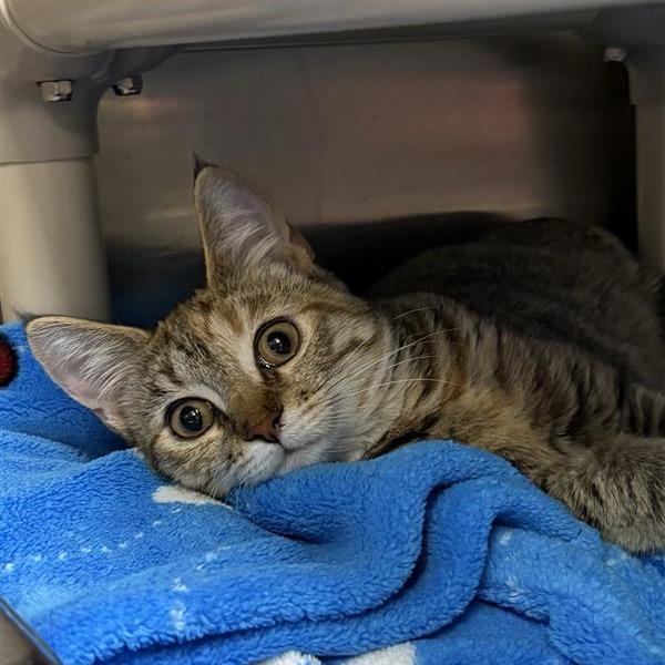 Enlarge Mazzy Star, a Adoptable Domestic Short Hair in Mentor, OH image 2/2