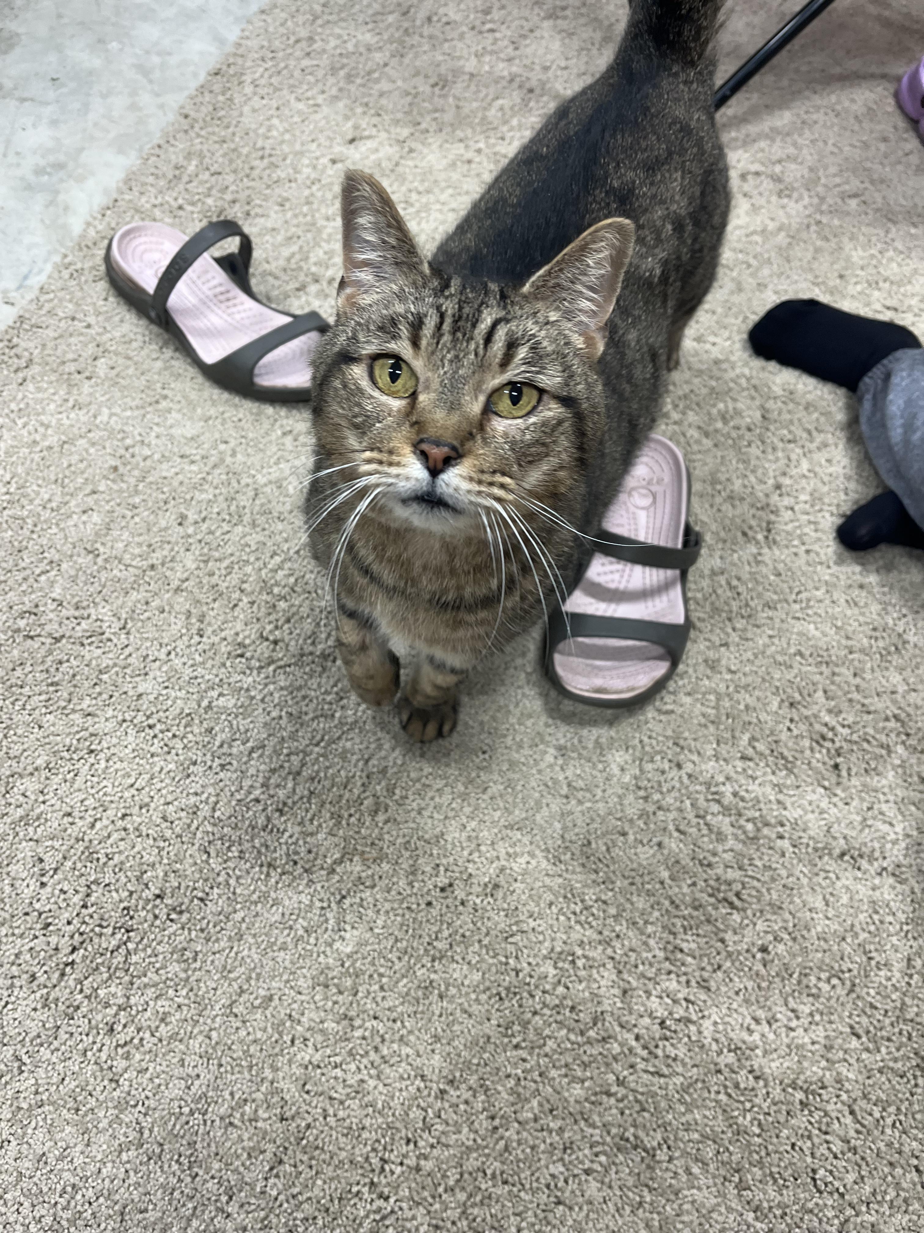 Bucatini, Adoptable, Adult Female Domestic Short Hair.
