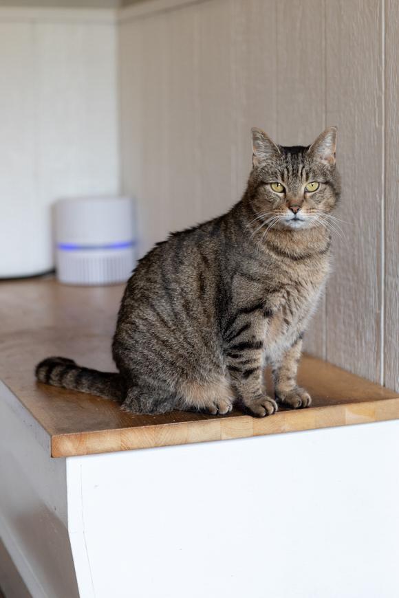 Enlarge Bucatini, a Adoptable Domestic Short Hair in Dayton, OH image 1/5