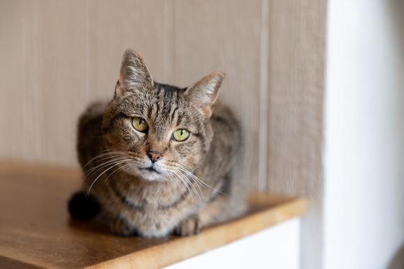 Enlarge Bucatini, a Adoptable Domestic Short Hair in Dayton, OH image 2/5