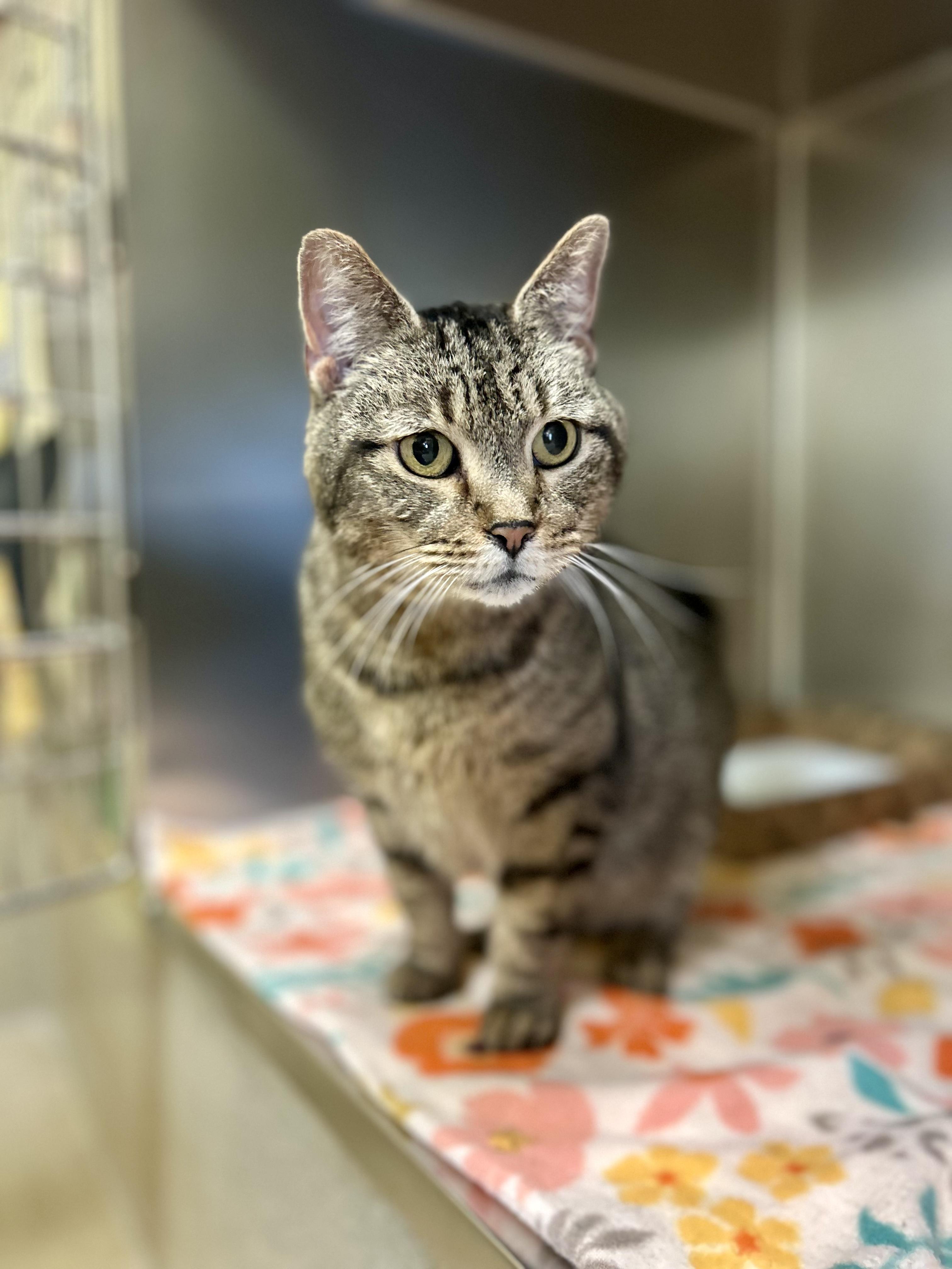 Bucatini, Adoptable, Adult Female Domestic Short Hair.