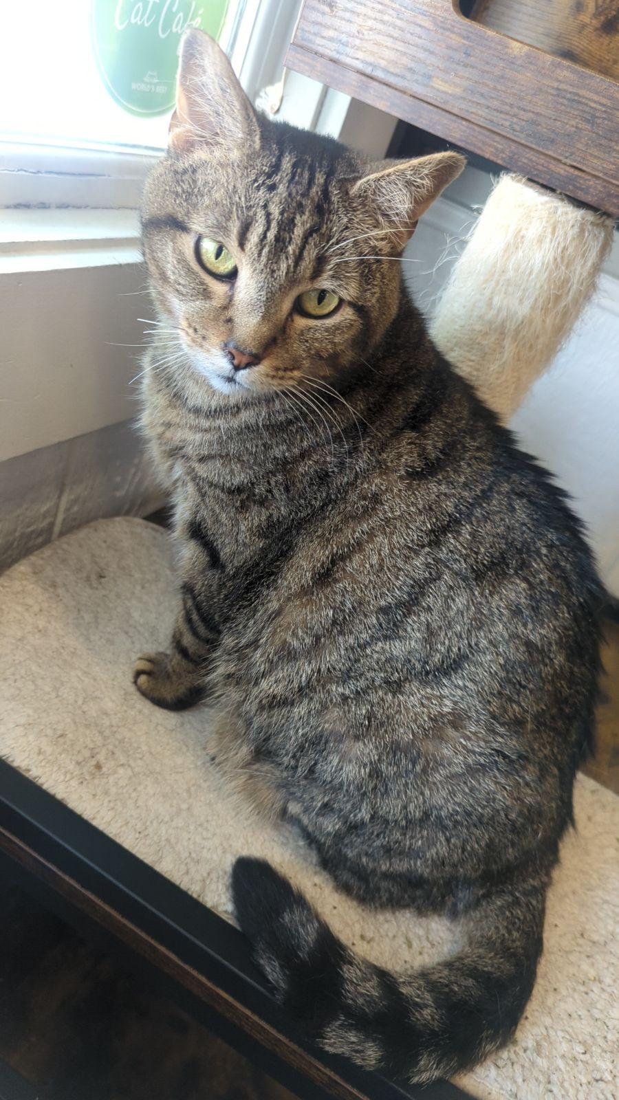 Enlarge Bucatini, a Adoptable Domestic Short Hair in Dayton, OH image 3/5
