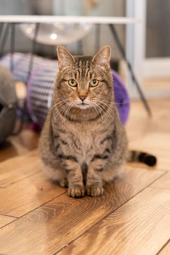 Enlarge Bucatini, a Adoptable Domestic Short Hair in Dayton, OH image 4/5