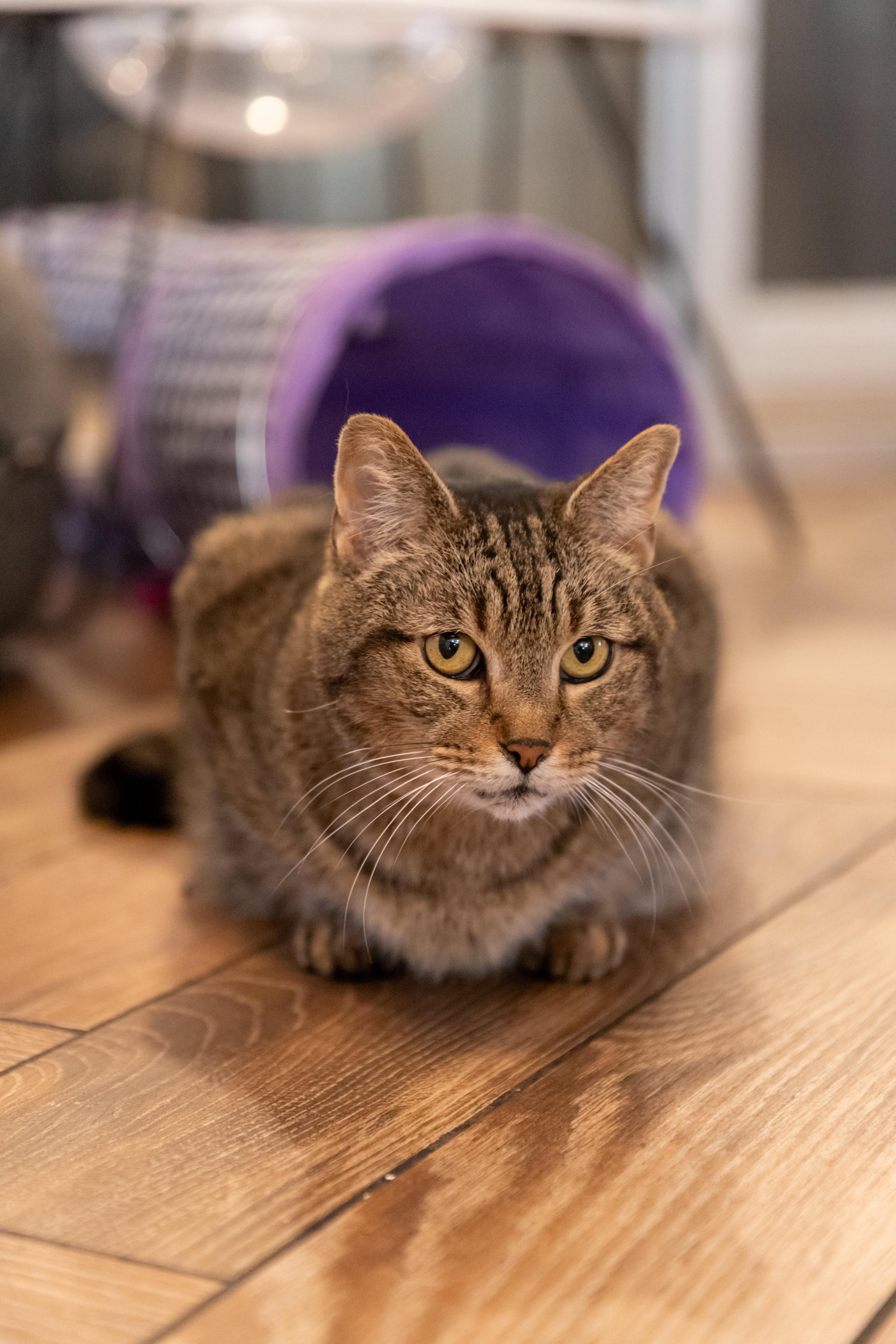Enlarge Bucatini, a Adoptable Domestic Short Hair in Dayton, OH image 5/5
