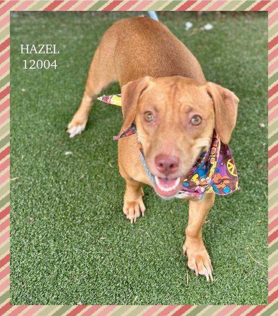 HAZEL is oh so cute and greets you with her beautiful bright smile She is a 1 year old girl