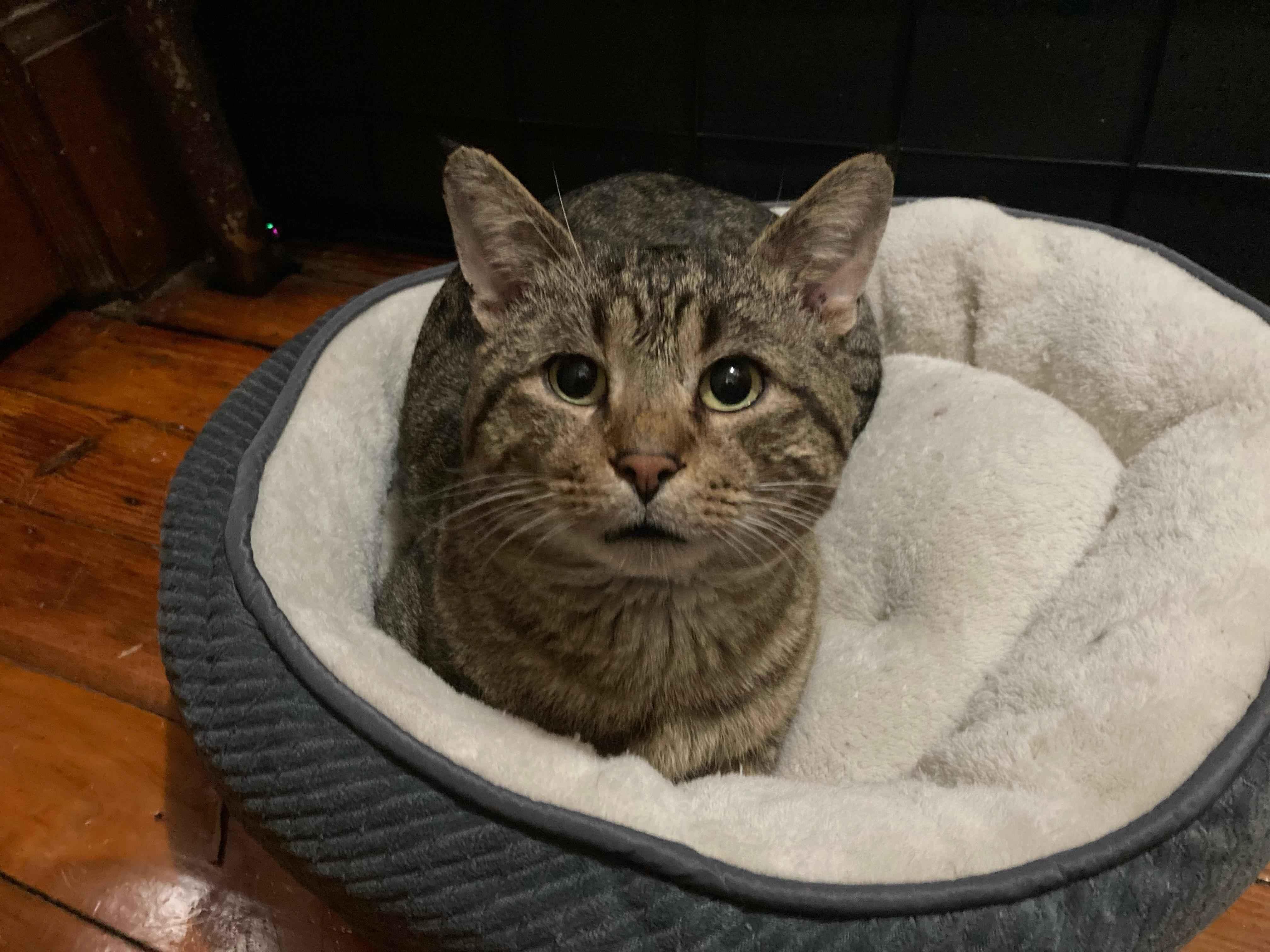 Enlarge Wyclef, a ADOPTABLE Domestic Short Hair in Brooklyn, NY image 4/4